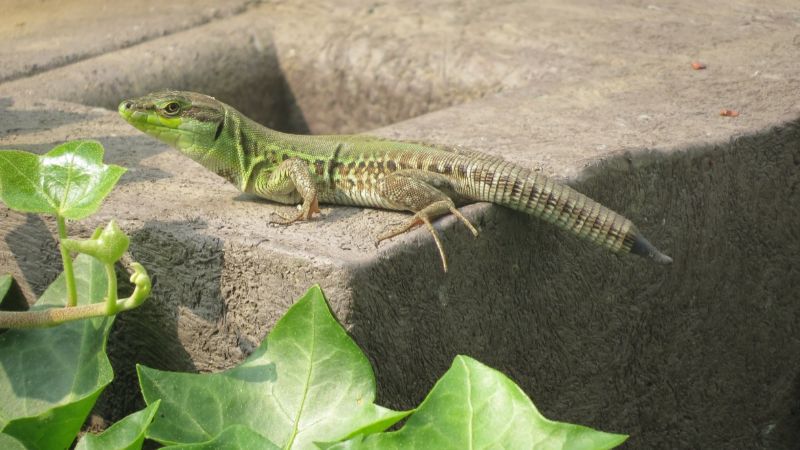 prime Podarcis siculus del Trentino, alcune foto